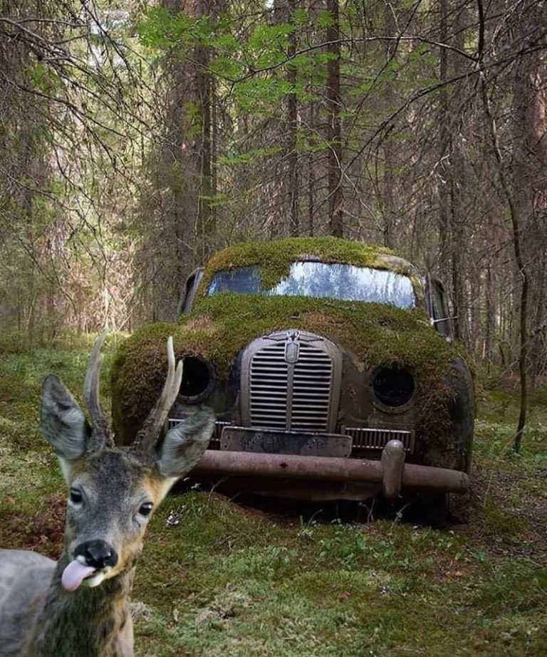 Maxwell Car Show NorCal Car Culture